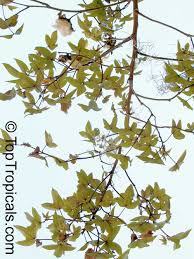 Image result for Gossypium barbadense