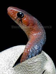 Baby Eastern Indigo Snake Snake Beautiful Snakes Reptiles And Amphibians