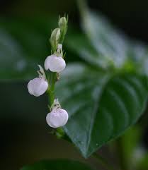 Image result for Justicia matammensis