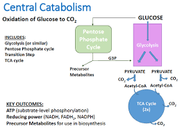 How many atp molecules are made from one single glucose molecule?please subscribe for more content and comment below to let me know what you think! Chapter 6 Metabolism Flashcards Quizlet