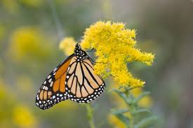 Which Flowers Do Monarch Butterflies Like In 2020 Milkweed Plant Monarch Butterfly Milkweed