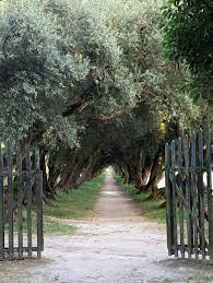 Tripadvisor has 5,330 reviews of olivos hotels, attractions, and restaurants making it your best olivos resource. Olivos Pazo De Santa Cruz De Rivadulla Galicia Espana Tuscan Style Italian Garden Beautiful Gardens