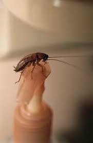 how do roaches get into homes