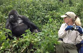 A Guide To Gorilla Tracking In Rwanda - rwanda gorilla trekking