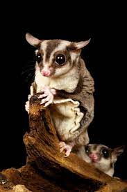 Maybe you would like to learn more about one of these? 18 Makanan Sugar Glider Bayi Joey Dewasa Kesukaan Favorit