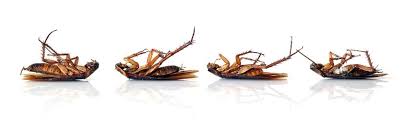Imperial pest prevention is fully licensed by the state of florida, fully insured, better business bureau accredited, highly reviewed on google and other internet sources. How To Kill Roaches