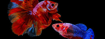 If you have the abundant time, resources, knowledge, and commitment that breeding bettas demands, it can also be a rewarding experience. Can A Male And Female Betta Fish Live Together