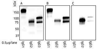 Igg is important for our defense against microorganisms and the molecules are produced by b lymphocytes as a part of our adaptive immune optimal antibody dilution for other applications should be determined by the researcher. Anti Camelid Secondary Antibodies From Jackson Dianova