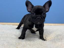 If you wish to add lenny to your family, complete an adoption application today. French Bulldog Dog Male Black Brindle 2657043 Petland Batavia Il