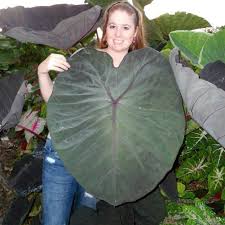 Such as colocasia esculenta can handle full sun when grown outdoors. Colocasia Dragon Heart Gigante Briansbotanicals Colocasia Plants Dragon Heart