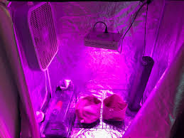 Best grow light for 4x2 tent. How To Setup The Perfect 2x4 Indoor Cannabis Grow Tent Setup Greenbox Grown