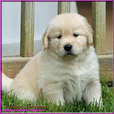 Why It Is Not The Best Time For Retriever Puppies Near Me Retriever Puppies Near Me Golden Retriever Golden Retriever Breeder Puppies Near Me