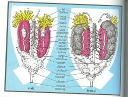 Urogenital System Frogs Vs Tadpoles