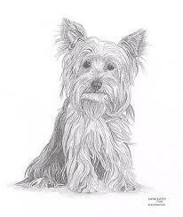 Yorkshire Terrier Yorkie Dog Le Art Drawing Print A4 A3 Note Greetings Card 3 50 Picclick Uk Check out our yorkie drawing selection for the very best in unique or custom, handmade pieces from our digital shops. yorkshire terrier yorkie dog le art