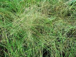 Image result for Eragrostis phyllacantha