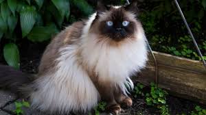 Selaini tu, kandungan mineral dan vitamin a juga e sangat penting untuk kucing persia untuk. Kucing Persia Himalaya Harga Makanan Cara Merawat Etc