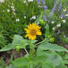 Image result for Verbesina encelioides