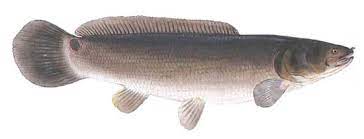 Today we are going to show you how to fish for and catch bowfin! Bowfin Amia Calva