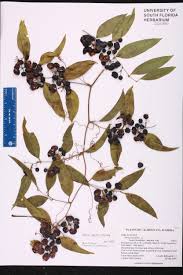 Image result for Smilacaceae