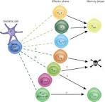 Effector cell immune system m