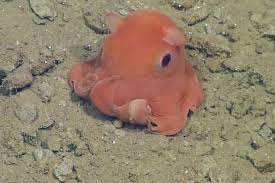 From Blobfish To Adorable Octopus 9 Animals With Perfect Names Cute Octopus Tiny Octopus Blobfish