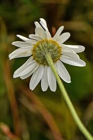 Image result for Maerua descampsii