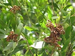 Image result for Acacia melanoxylon