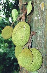 However, the spines of the tarap are soft and rubbery compared to the hard, thorny spines of. Jackfruit Simple English Wikipedia The Free Encyclopedia