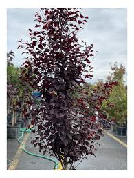 You are purchasing a thundercloud plum in a 1 gallon container. Purple Leaf Plum Thundercloud
