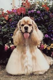 Black American Cocker Spaniel Short Hair Pros Cons Of Cocker Spaniels Cocker Spaniel Grooming Cocker Spaniel Cocker Spaniel Dog