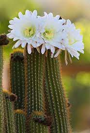 Captus Cereus Cactus Blooming Cactus Cacti And Succulents