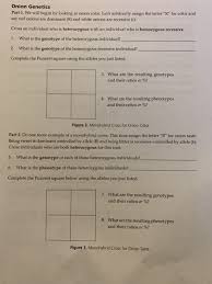 Making punnett squares is a good way to get started understanding the fundamental concepts of genetics. Solved Examining Heredity As Just Dominant And Recessive Chegg Com