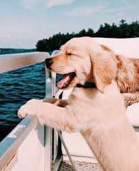 Cute Dog S In 2020 Cute Animals Cute Dogs Puppies