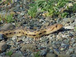 Black Pine Snake Pine Snake Wildlife Snake