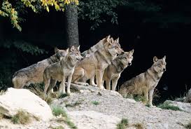 Use them in commercial designs under lifetime, perpetual & worldwide rights. How The Gray Wolf Survived The Ice Age Salon Com