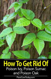 Applying a chemical or herbicide can help eliminate invasive sumac. Pin On Best Of Plantcaretoday