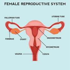 Physiology, structure, medical profession, morphology, healthy. Female Reproductive System Free Vector Download On Freepik