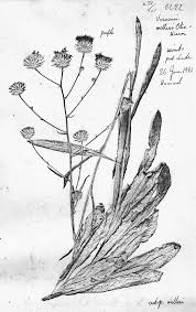 Image result for Vernonia melleri