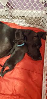 Great Dane Breeder Pet Breeder Services Delightful Danes Pet Breeder Camby