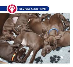 Maybe you would like to learn more about one of these? Raising Your First Litter Successfully