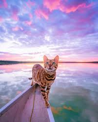 Cotton Candy Skies Is Treat For Your Eyes Music Indieartist Chicago Cute Animal Pictures Cute Animals Adventure Cat