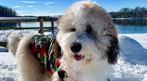 Goldendoodle litter of puppies for sale near virginia, midlothian, usa. Bernedoodle Goldendoodle And Sheepadoodle Puppies In Virginia And Washington Dc By Deb S Doodles