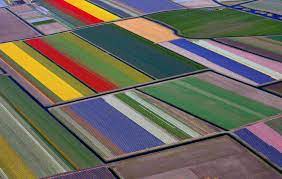 The keukenhof, the world's biggest flower exhibition, is famed for its many tulips and is just a 15 minute drive away from leiden and 30 minutes from amsterdam. Tulip Fields Aerial Photos Netherlands Time