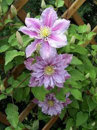 Winds from s to sse at 7 to 13 mph (11.3 to 20.9 kph) (11.3 to 20.9 kph). How To Grow And Care For Clematis Vine A Complete Guide Florgeous