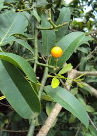 Image result for Capparis fascicularis