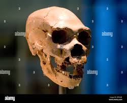 Neanderthal Man High Resolution Stock Photography and Images - Alamy