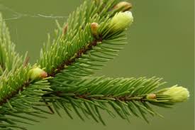 Pentru utilizarea externă, mugurii se folosesc în caz de dureri reumatice sub formă de cataplasme. Mugurii De Brad Remediu Impotriva Tusei Viataverdeviu Ro