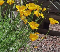 Image result for Eragrostis caespitosa
