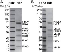 Functionally redundant formate dehydrogenases enable formate-dependent  growth in Methanococcus maripaludis - Journal of Biological Chemistry