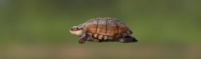 The head is anywhere between olive and brown with a black. African Helmeted Turtle Testudines Trophy Fishing 2